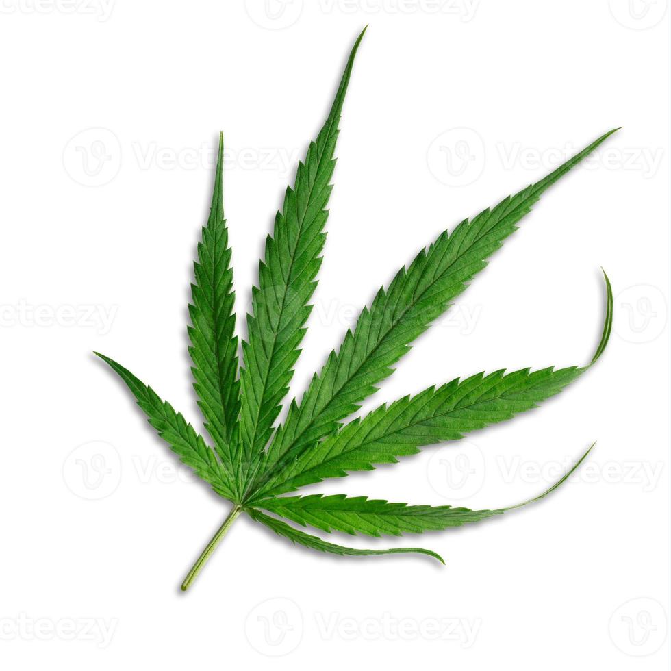 Cannabisblatt oder Marihuana foto