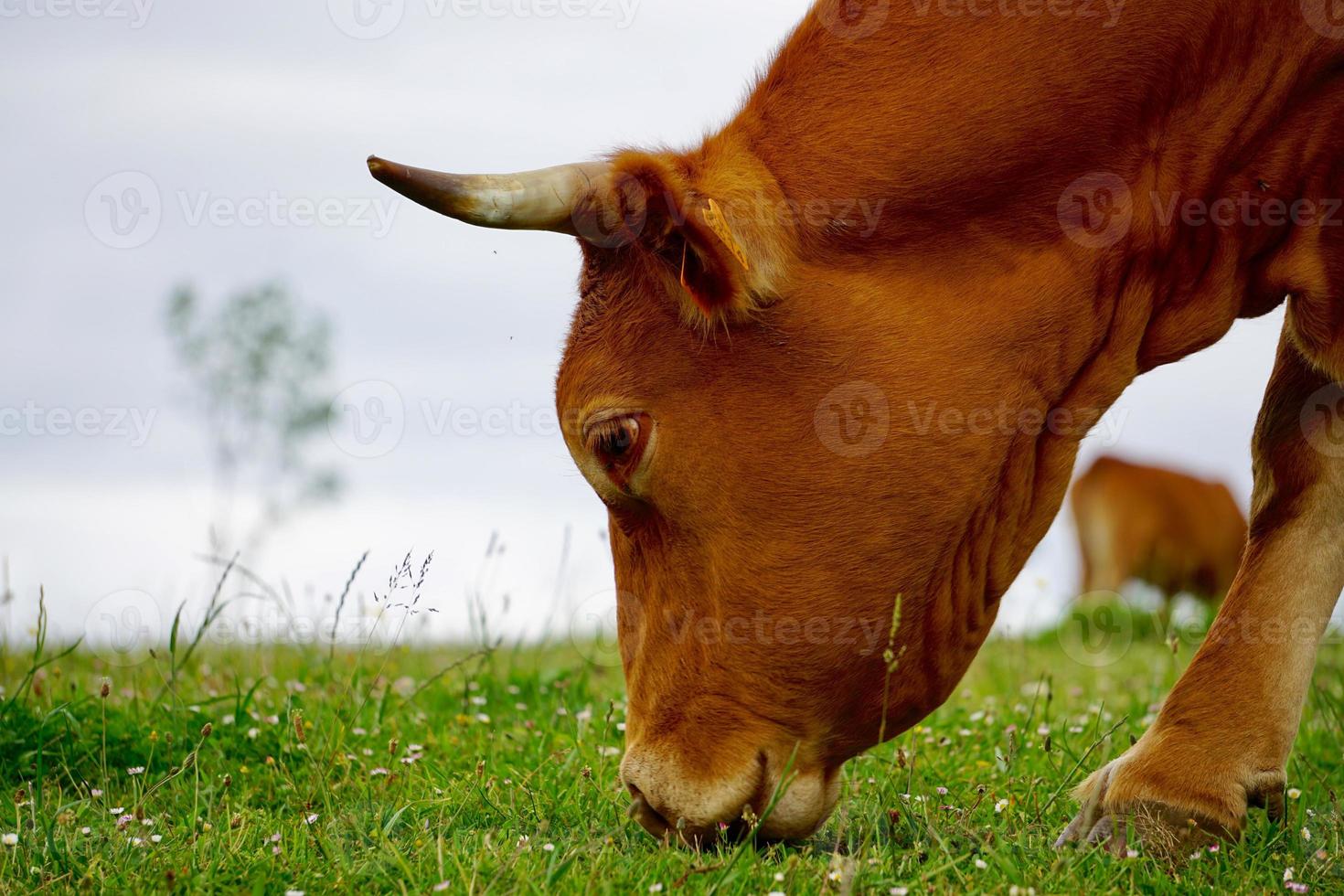 braunes Kuhporträt auf der Wiese foto