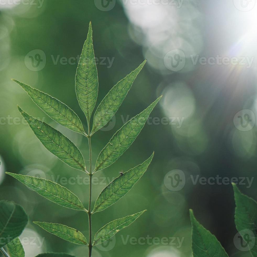 grüner Baum verlässt im Frühling foto