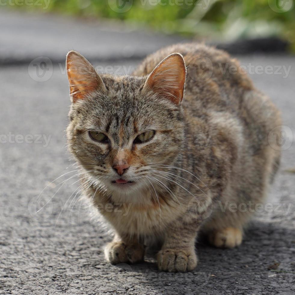 schönes graues streunendes Katzenporträt foto