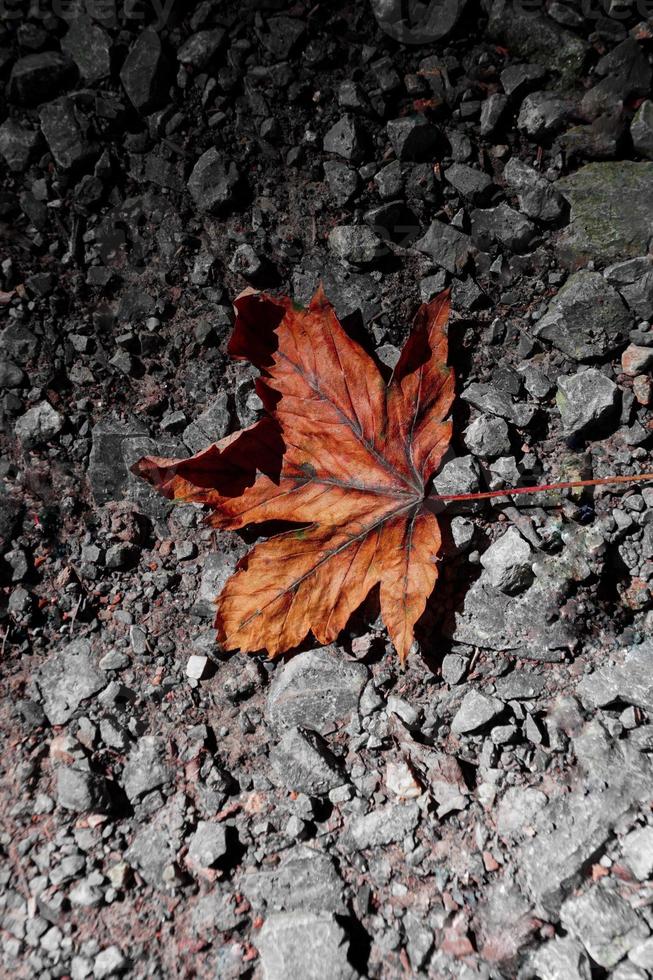 trockenes braunes Blatt auf dem Boden foto