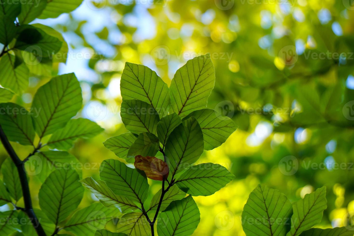 grüner Baum verlässt im Frühling foto