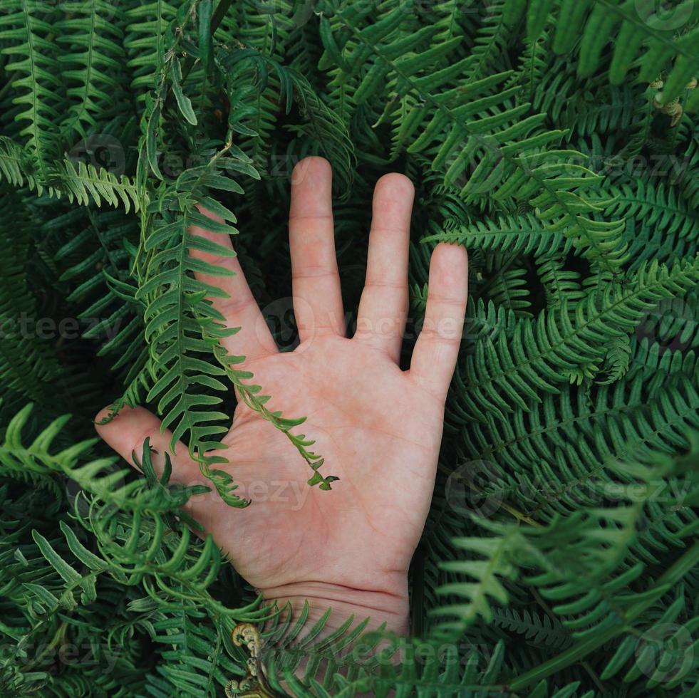 Hand berührt die Pflanzen foto