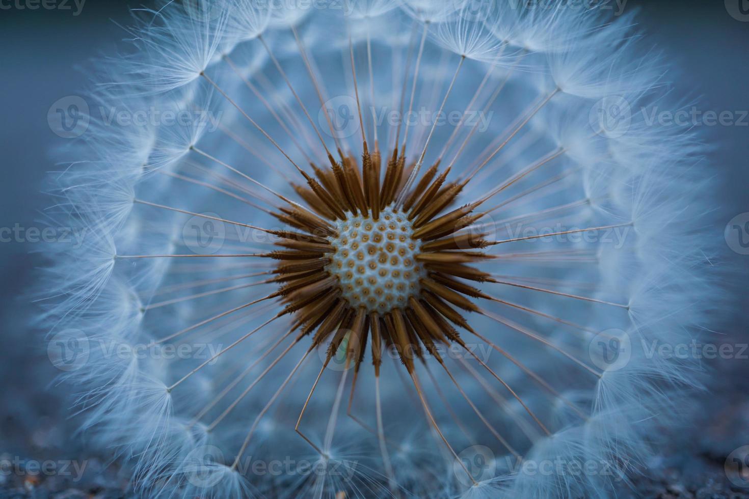 romantische Löwenzahnblume im Frühling foto