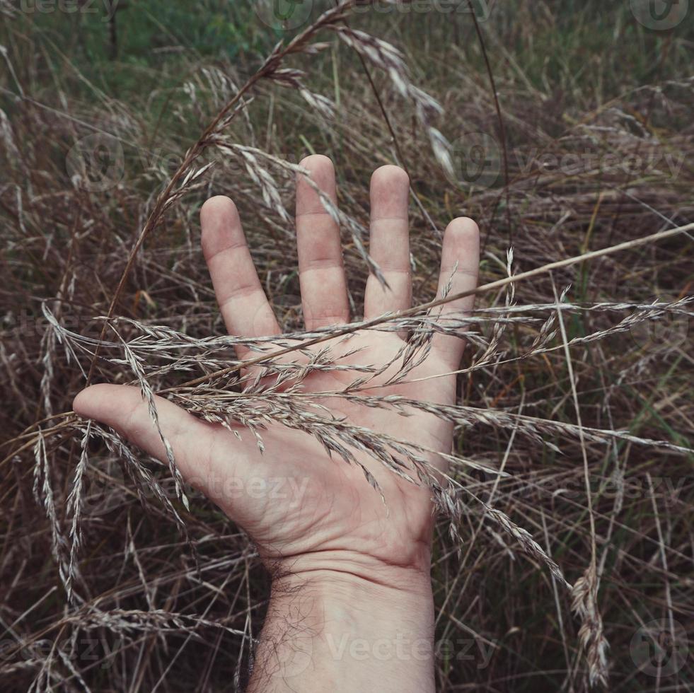 Hand berührt die Pflanzen foto