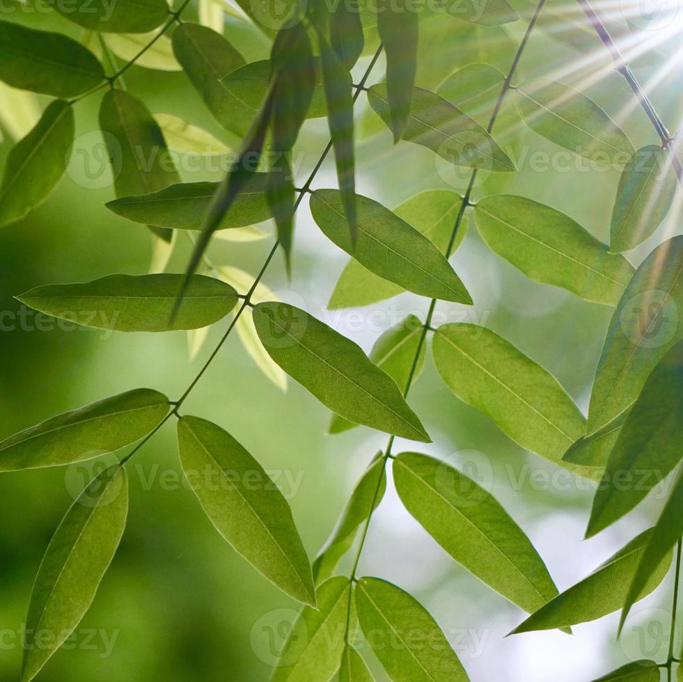 grüner Baum verlässt im grünen Hintergrund der Natur foto