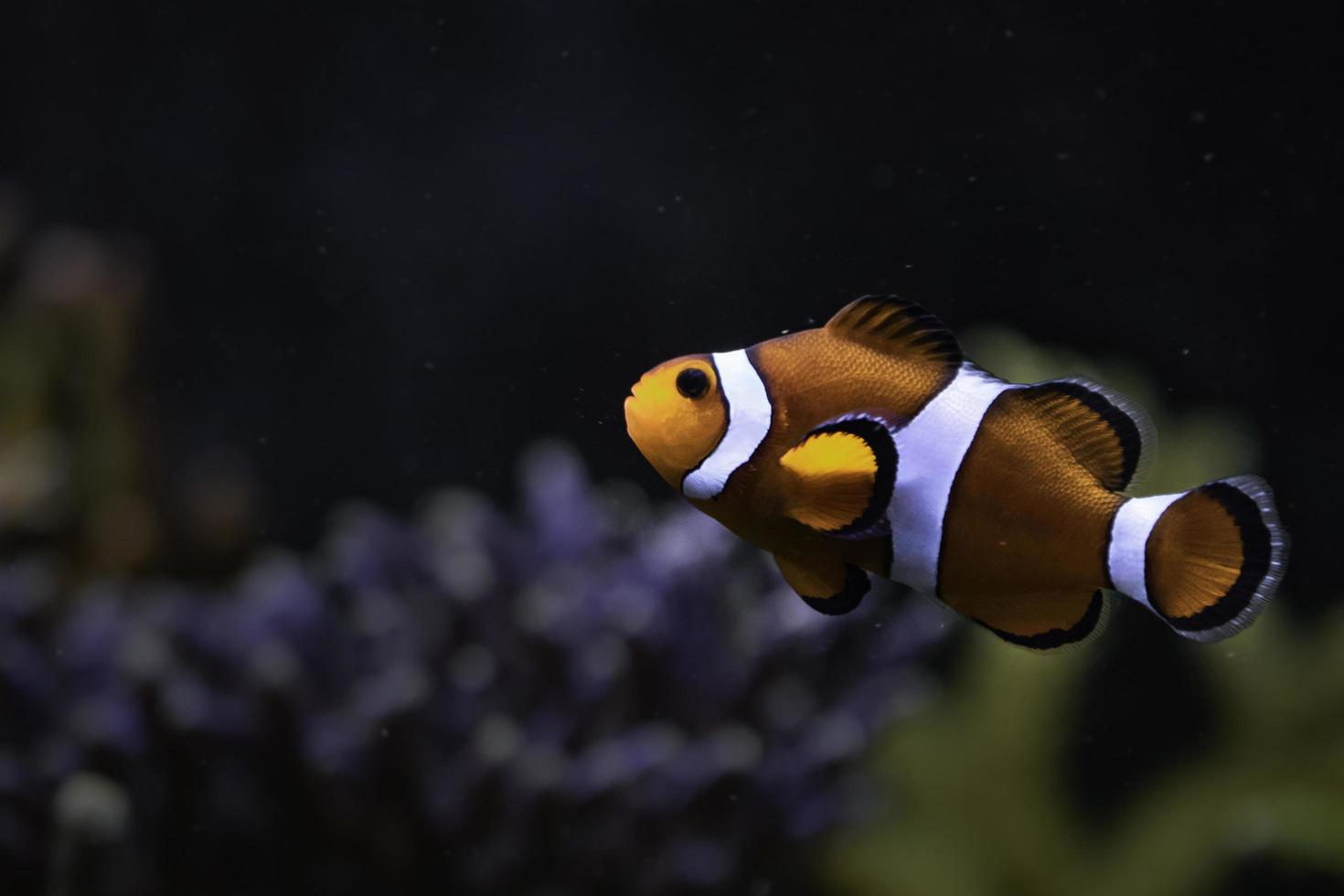 Ocellaris Clownfisch im Aquarium foto