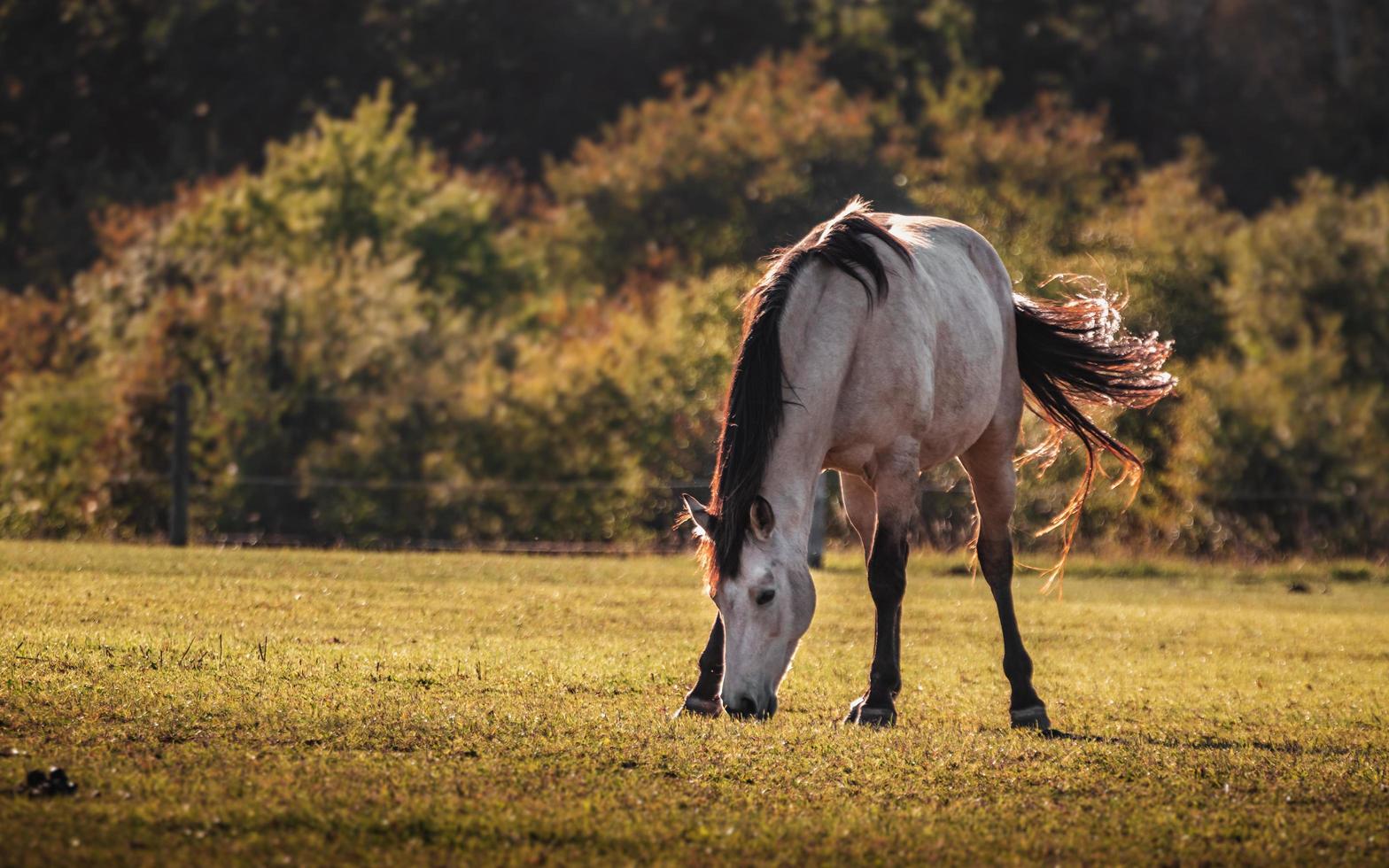 Pferd auf der Wiese foto