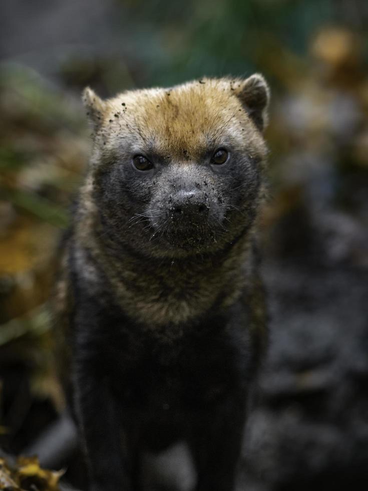 Porträt des Buschhundes foto