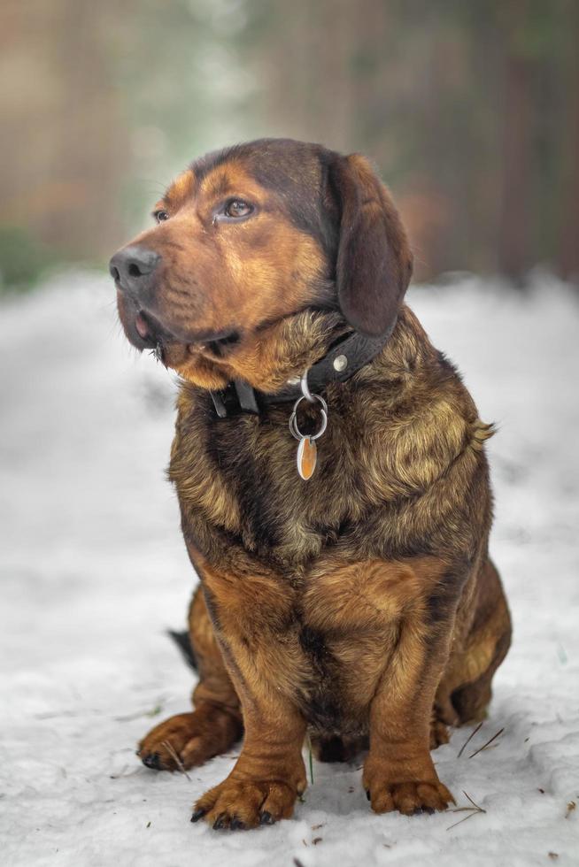 Porträt der alpinen Dachsbracke foto