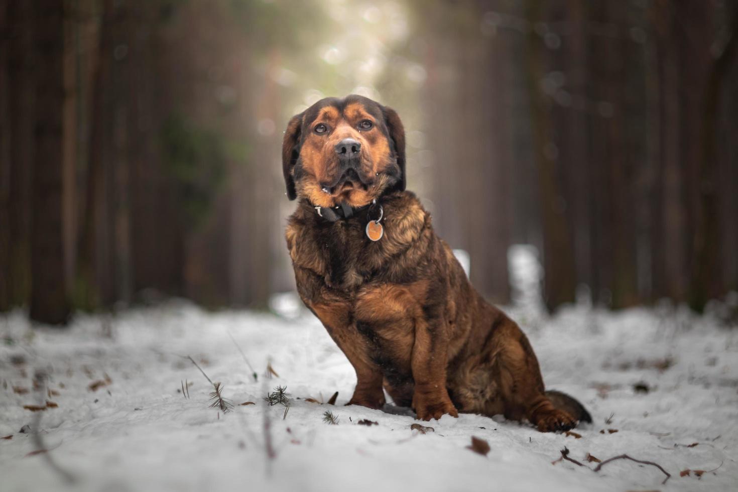 Porträt der alpinen Dachsbracke foto