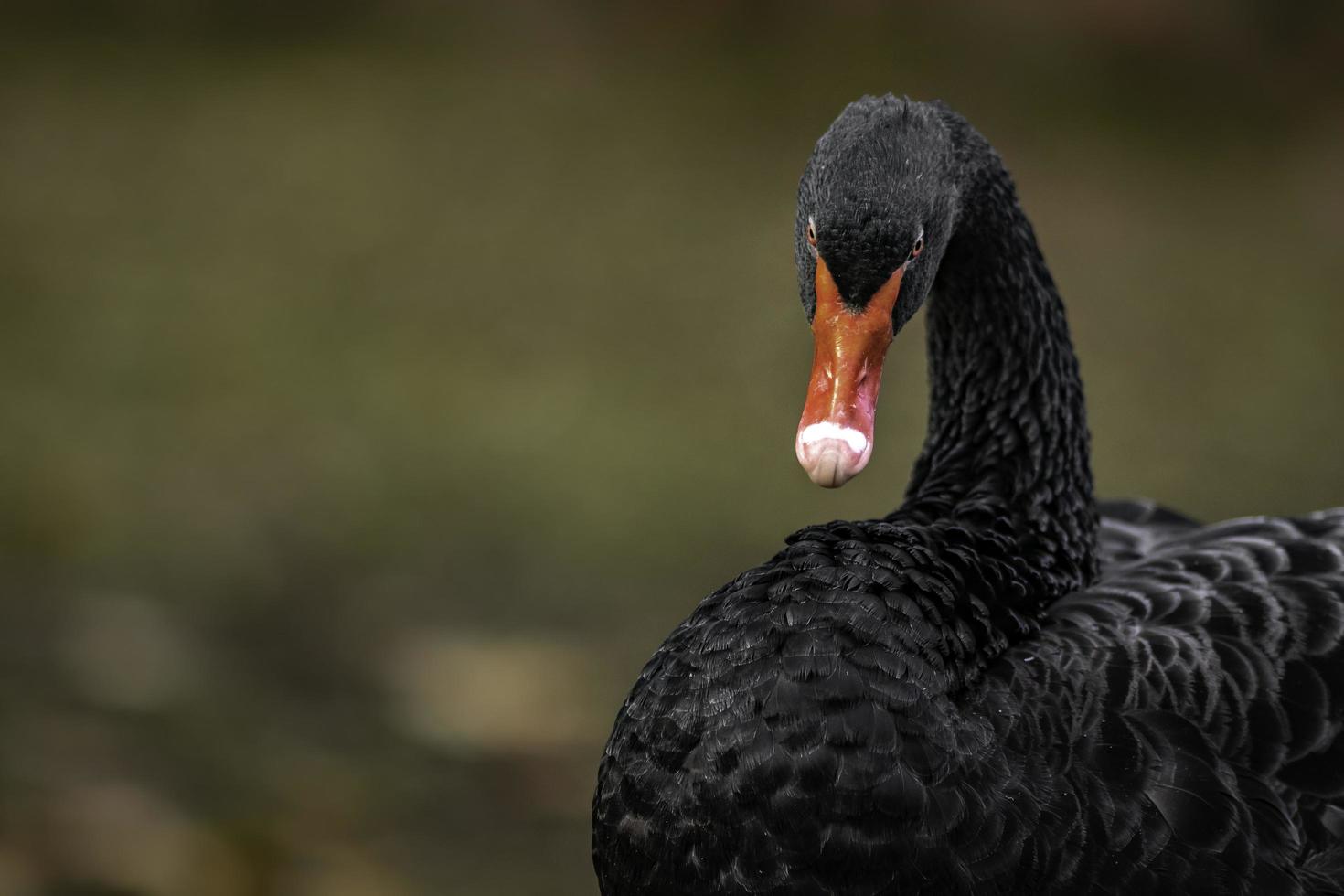 schwarzer Schwan im Zoo foto