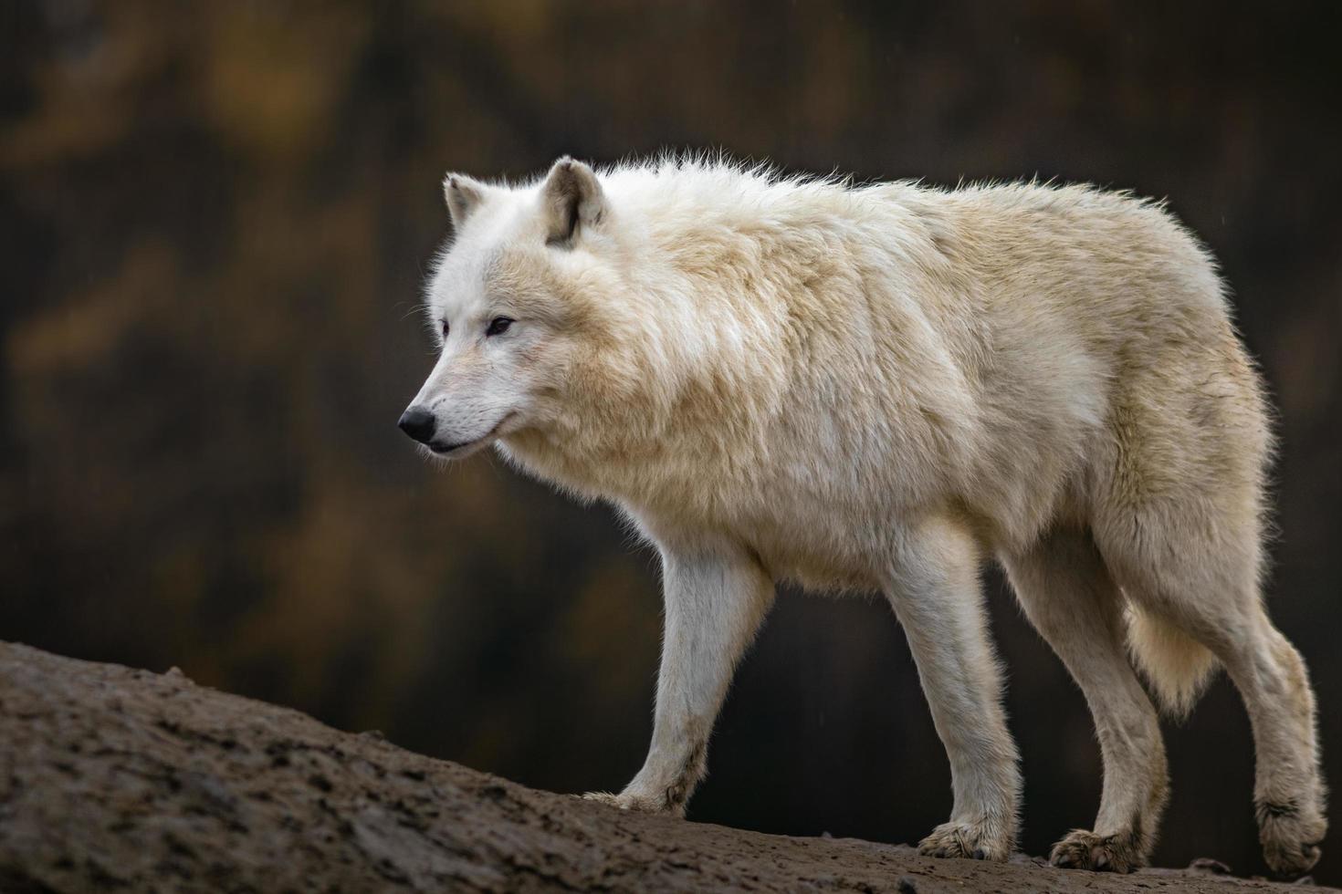 Porträt des arktischen Wolfes foto