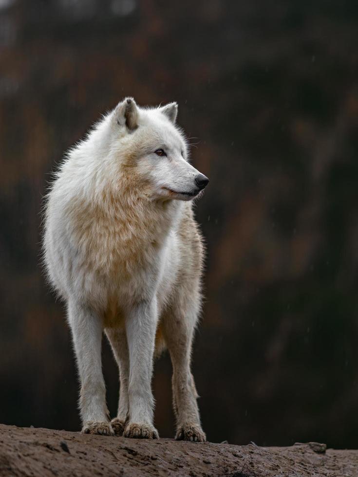 Porträt des arktischen Wolfes foto