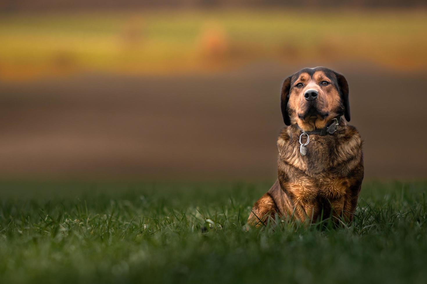 Porträt der alpinen Dachsbracke foto