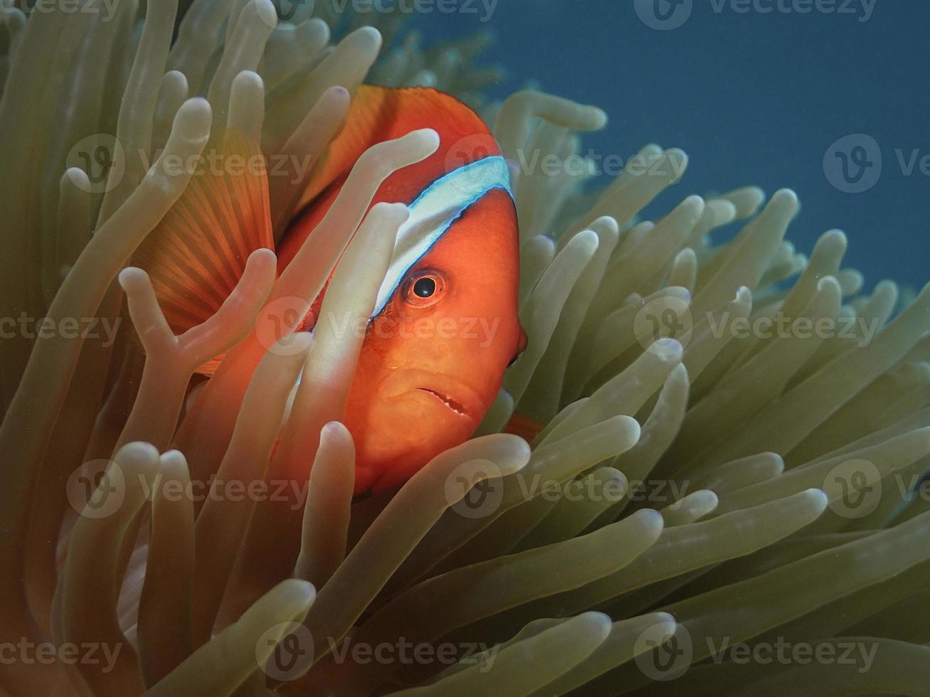 Orangenclownfisch in einer Anemone foto