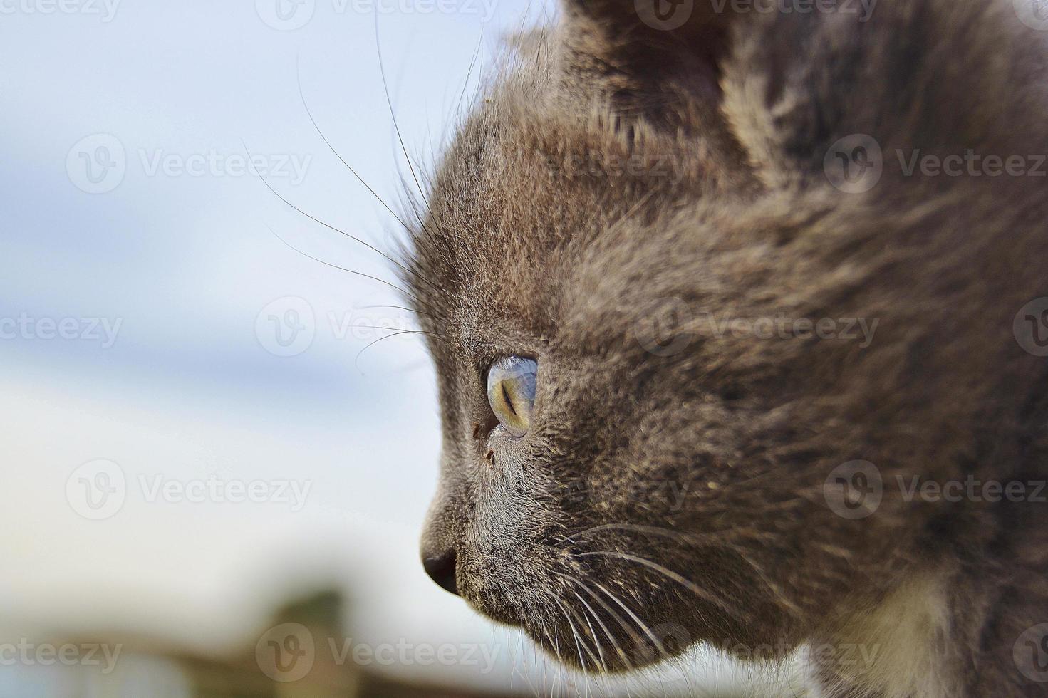 nachdenkliches Katzenporträt foto