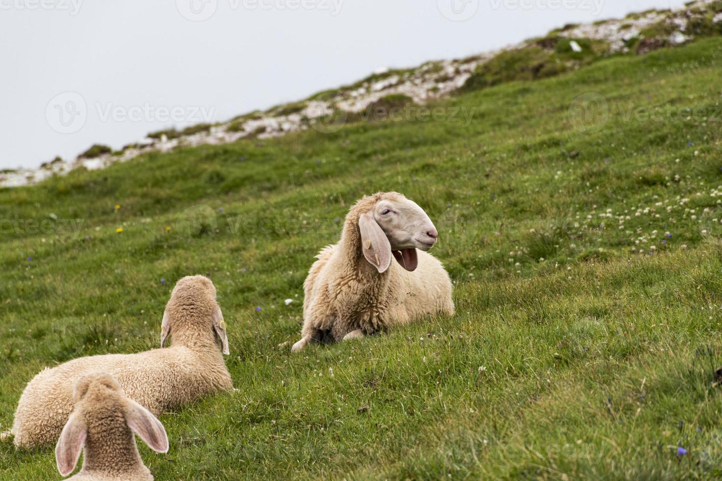 Schafe in den Dolomiten foto