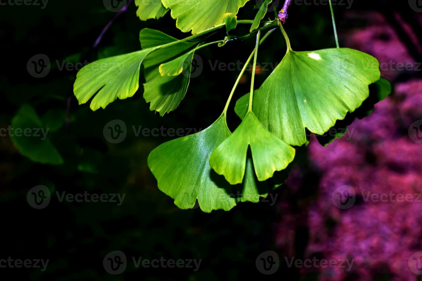 frisch hell Grün Blätter von Ginkgo biloba. natürlich Blatt Textur Hintergrund. Geäst von ein Ginkgo Baum im Nitra im Slowakei. Latein Name Ginkgo biloba l. foto