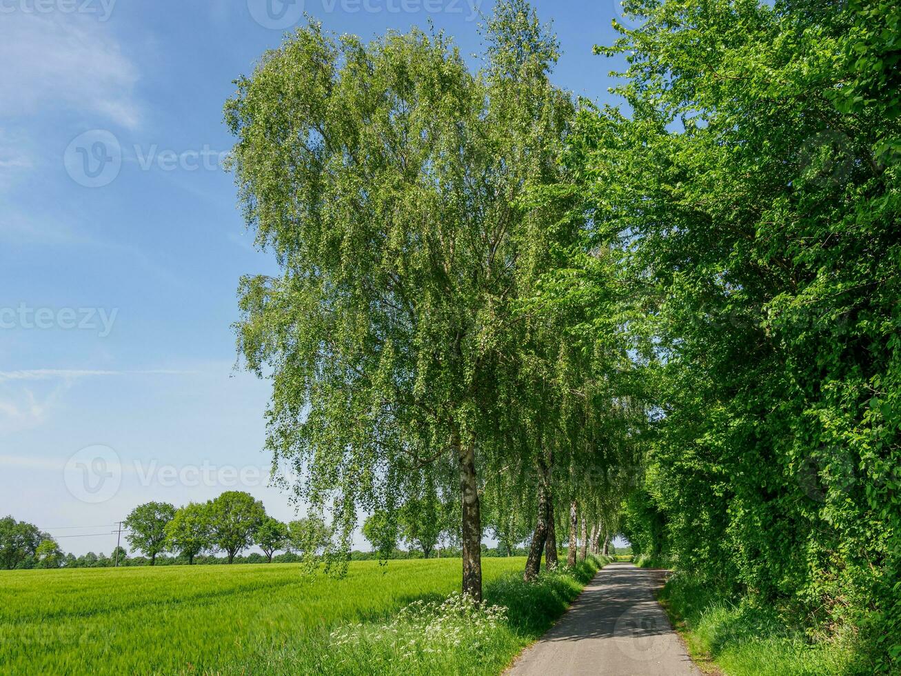 Frühling Zeit im Deutschland foto