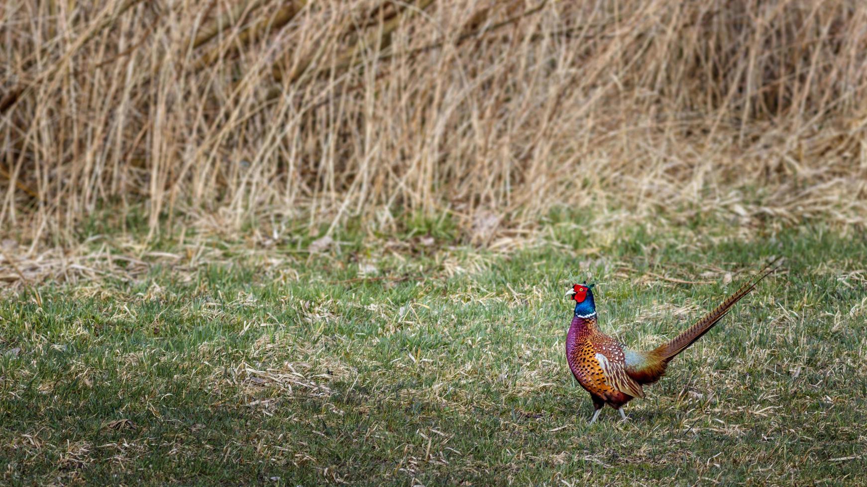 gewöhnlicher Fasan in freier Wildbahn foto