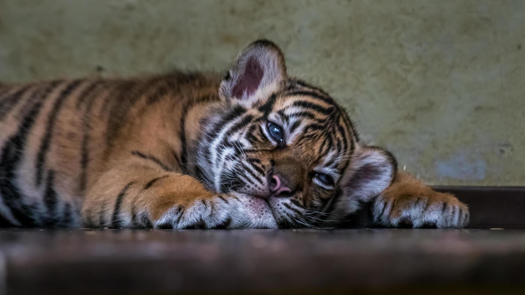 kleiner Sumatra-Tiger foto