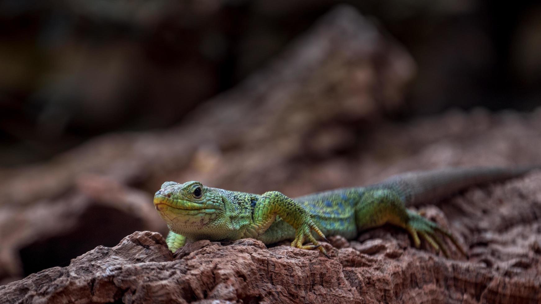 Porträt von Lacerta Lepida foto