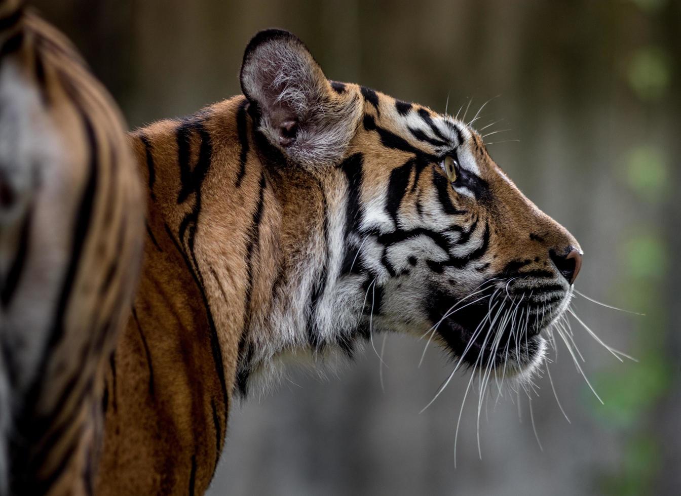 Porträt des Sumatra-Tigers foto