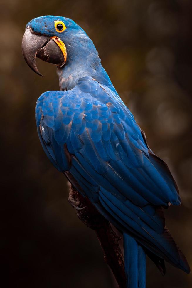 Porträt des Hyazinthenaras foto