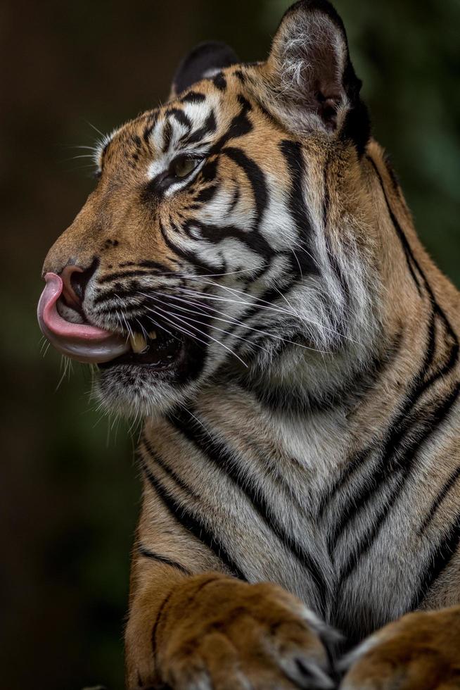 Porträt des Sumatra-Tigers foto