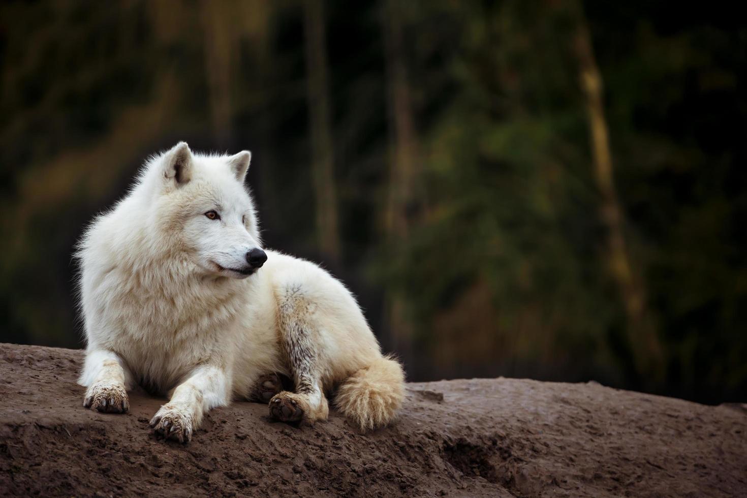Porträt des arktischen Wolfes foto