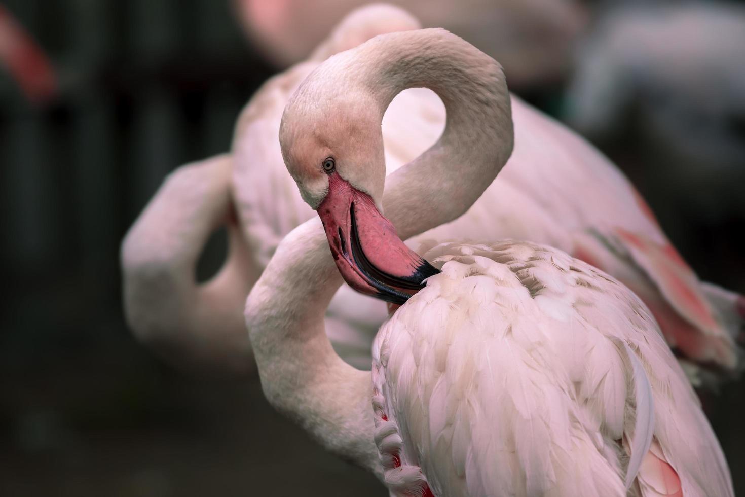 Porträt eines größeren Flamingos foto