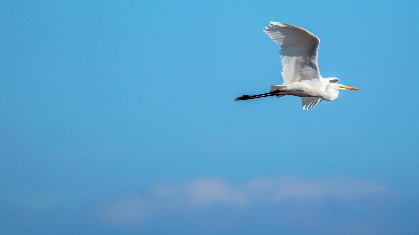 Silberreiher fliegen foto