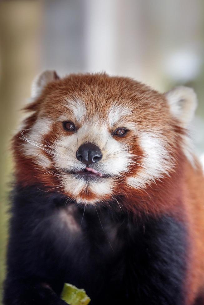 Porträt des roten Pandas foto