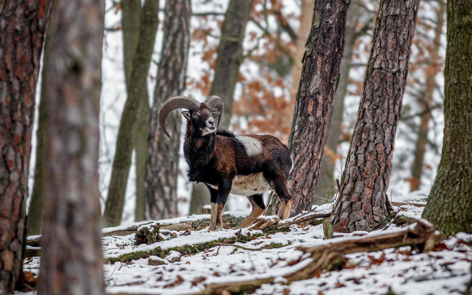 Mufflon in freier Wildbahn foto