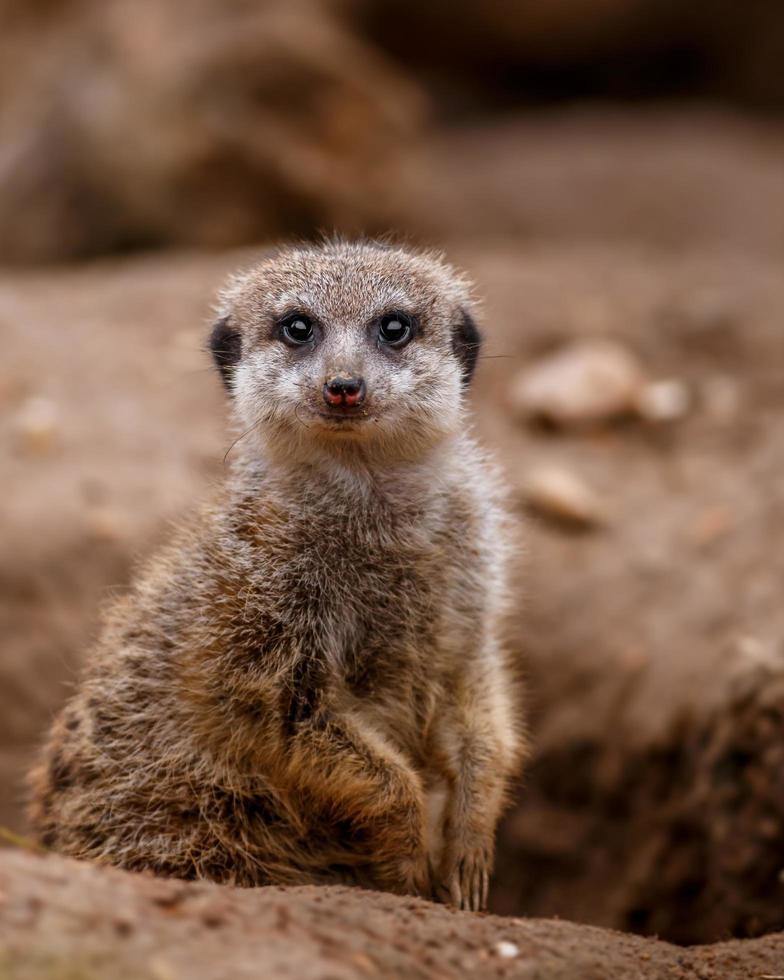 Porträt von Erdmännchen foto