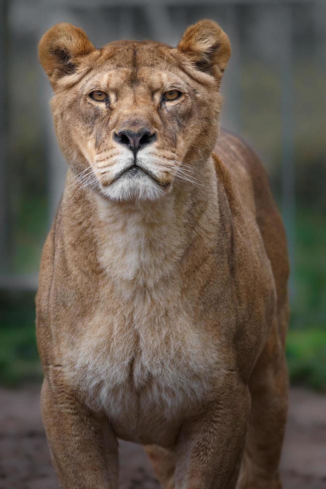 Porträt des Löwen foto