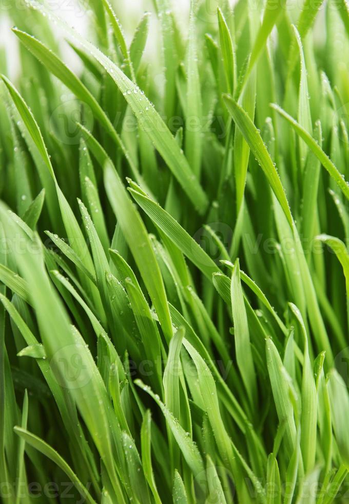 grünes Gras auf grünem Hintergrund foto
