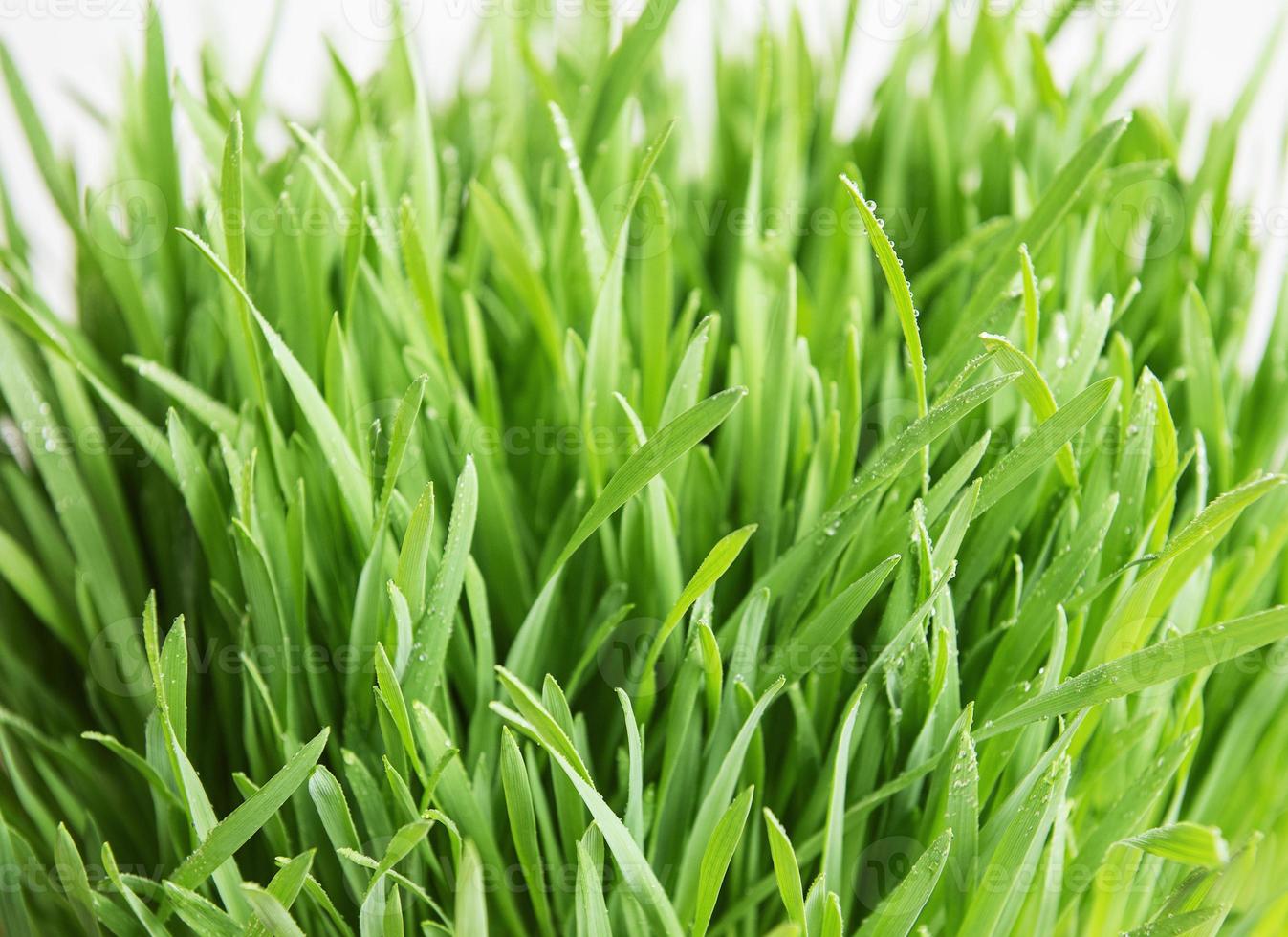 grünes Gras auf grünem Hintergrund foto
