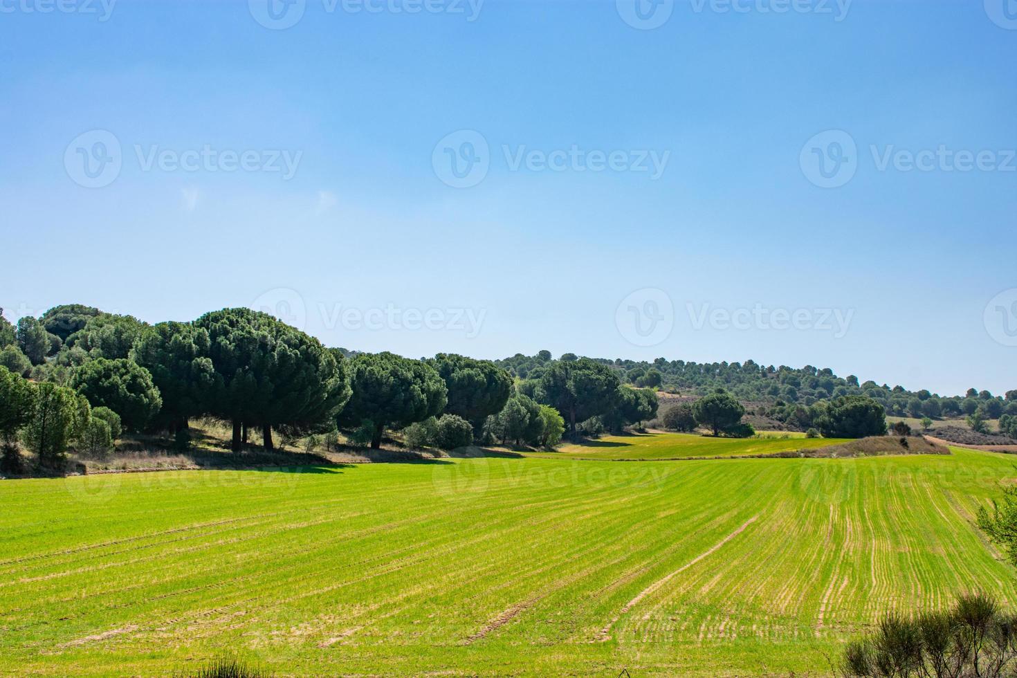 schönes grünes und leuchtendes Feld mit blauem Himmel foto