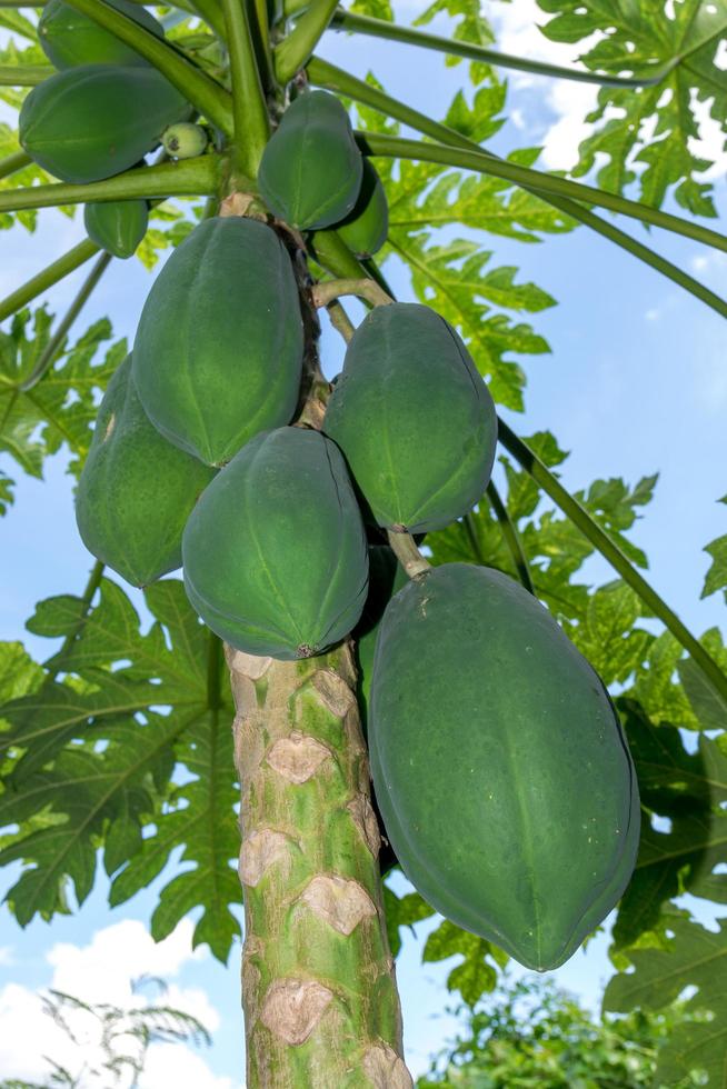 Gruppe von rohen Papayas foto