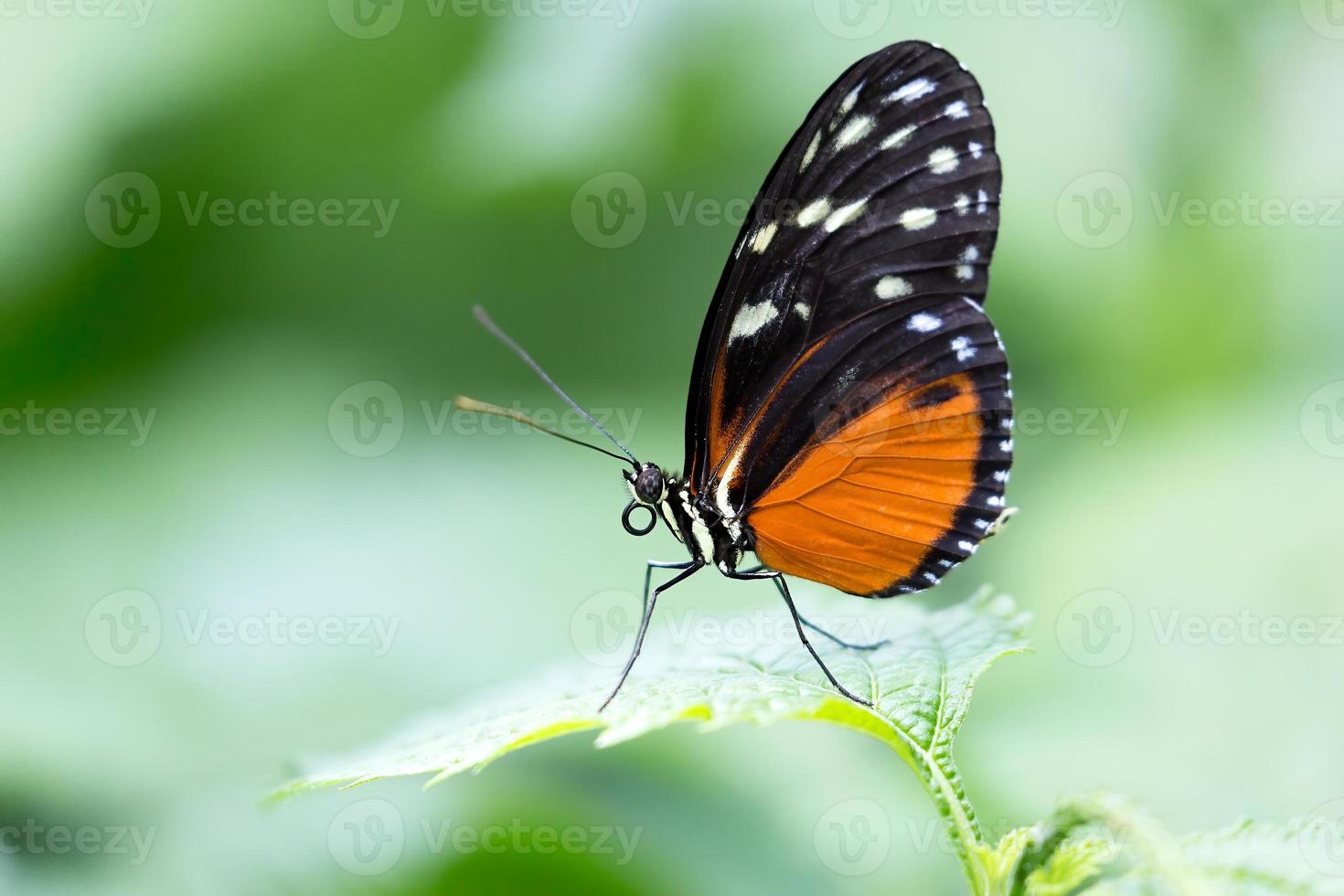 Ein hecale Langflügelschmetterling thront auf einem Pflanzenblatt foto