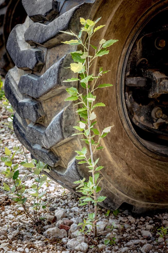 kleiner Baum wächst vor einem Reifen eines Baufahrzeugs foto