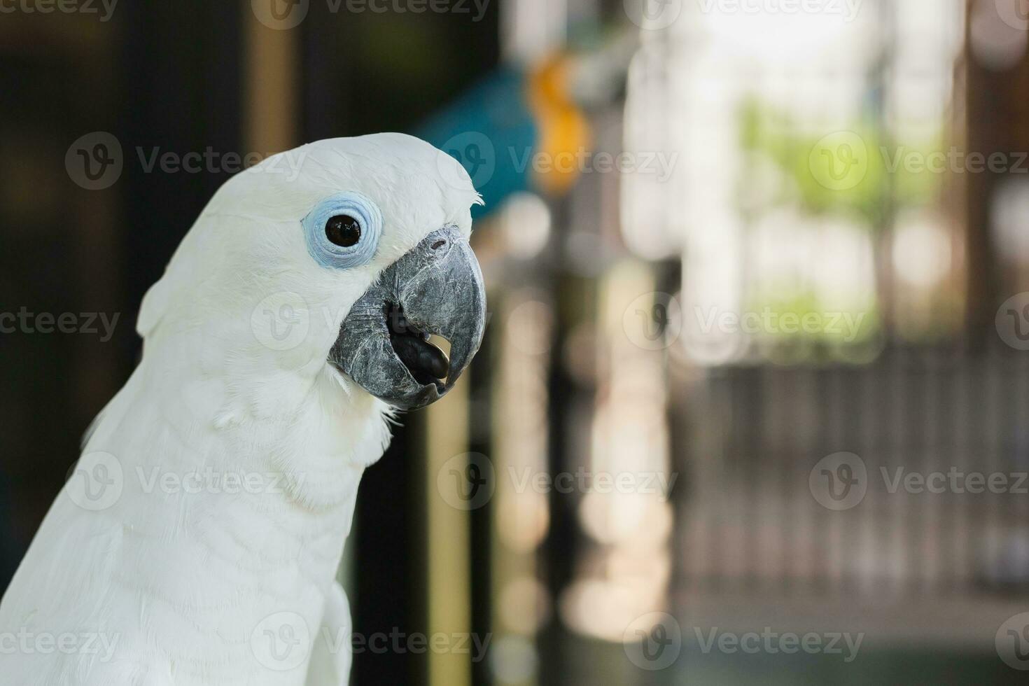 schließen oben Weiß cacatua Kakadu Papageien verwischen Hintergrund. foto