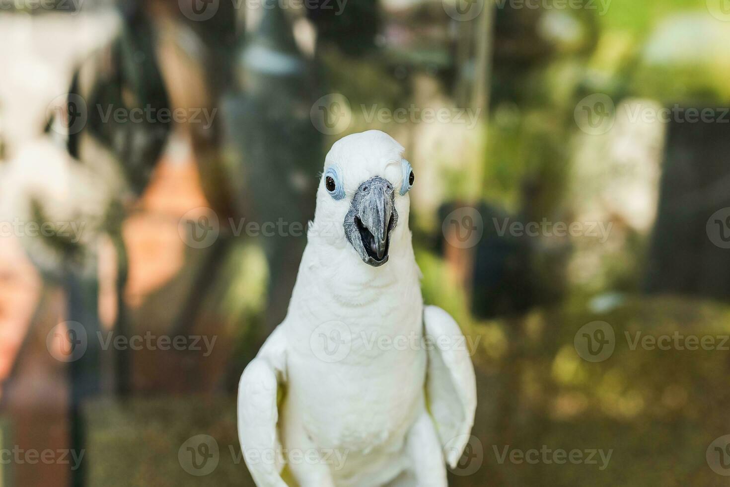 schließen oben Weiß cacatua Kakadu Papageien verwischen Hintergrund. foto