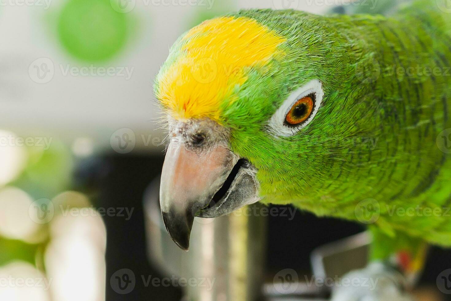 schließen oben Kopf Schuss von Grün Farbe Papagei im Natur Hintergrund. foto