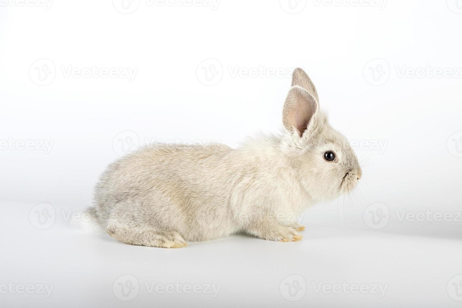 kleines und süßes Osterhase foto