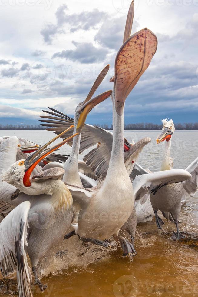 dalmatinischer Pelikan im Kerkini-See in Nordgriechenland foto