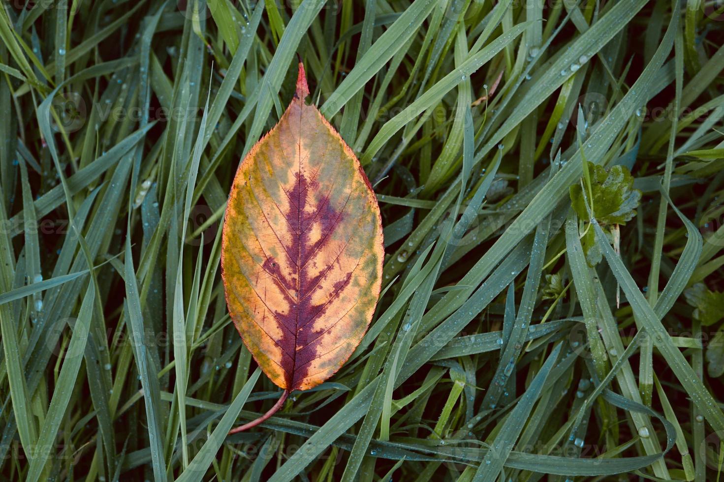 gelbes Baumblatt in der Herbstsaison foto