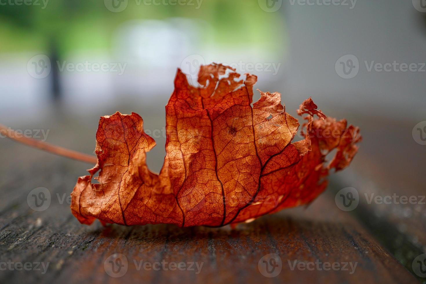 braunes Baumblatt in der Herbstsaison foto